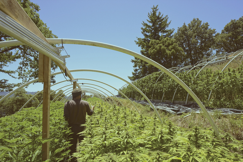 FLOWER CO. Humboldt County Weed Farm