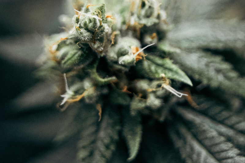 A close-up of a cannabis flower